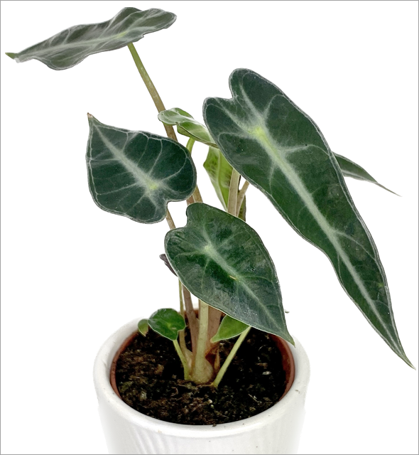 Alocasia 'Bambino'